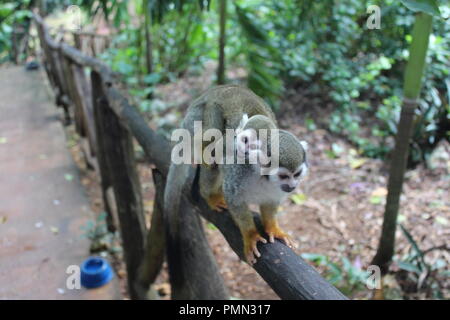 Baby Squirrel monkey Schlafen auf it's Mutter zurück Stockfoto