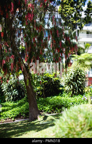 Vertikale Schuß eines Bottlebrush Baum in der städtischen Gärten in Funchal, Madeira Stockfoto