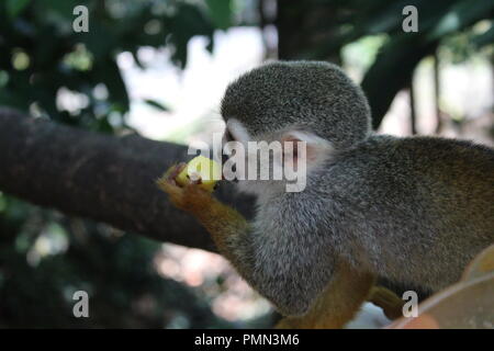 Totenkopfaffen Stockfoto