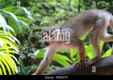 Totenkopfaffen Stockfoto
