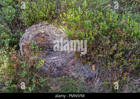 Einen alten morschen Baumstamm im Wald stecken geblieben. Neue kleine Bäume neben alten Baumstämmen. Jahreszeit der Herbst. Stockfoto