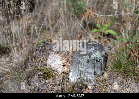 Einen alten morschen Baumstamm im Wald stecken geblieben. Neue kleine Bäume neben alten Baumstämmen. Jahreszeit der Herbst. Stockfoto