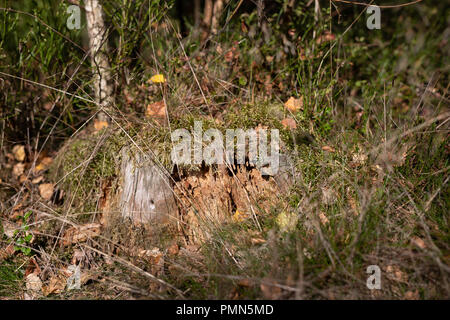 Einen alten morschen Baumstamm im Wald stecken geblieben. Neue kleine Bäume neben alten Baumstämmen. Jahreszeit der Herbst. Stockfoto