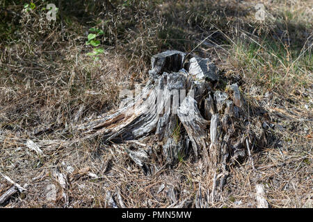 Einen alten morschen Baumstamm im Wald stecken geblieben. Neue kleine Bäume neben alten Baumstämmen. Jahreszeit der Herbst. Stockfoto