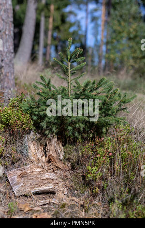 Einen alten morschen Baumstamm im Wald stecken geblieben. Neue kleine Bäume neben alten Baumstämmen. Jahreszeit der Herbst. Stockfoto