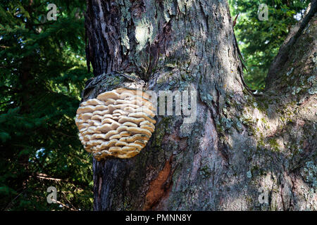 Pilz Cluster wächst auf einem großen Baum. Stockfoto