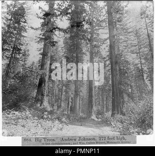 Großen Bäumen. Andrew Johnson, 272 Meter hoch, 32 Meter Umfang und William Cullen Bryant, Mammut Grove Stockfoto