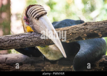 Wreathed Nashornvogel (Rhyticeros undulatus) am Zoo Atlanta in der Nähe der Innenstadt von Atlanta, Georgia. (USA) Stockfoto