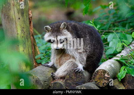 Waschbär, Procyon Lotor, Deutschland, Europa Stockfoto