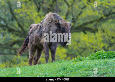 Wisente, Bison Bonasus, Frühling, Deutschland Stockfoto