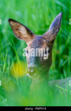 Rehe, Capreolus Capreolus, Portrait, Deutschland, Europa Stockfoto