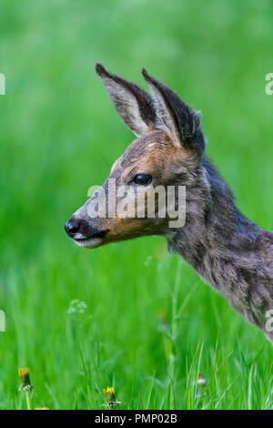 Rehe, Capreolus Capreolus, Portrait, Frühling, Deutschland, Europa Stockfoto