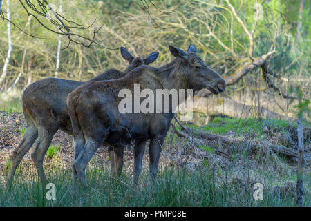 Elch, Wapiti, Alces Alces, Deutschland, Europa Stockfoto