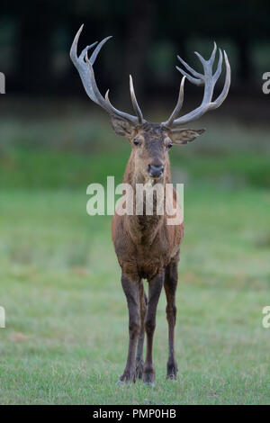 Hirsch, Cervus Elaphus, Spurrinnen Saison, Deutschland, Europa Stockfoto