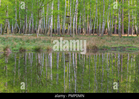 Birkenwald mit Hochsitz spiegelt sich im Teich, Frühling, Hessen, Deutschland Stockfoto