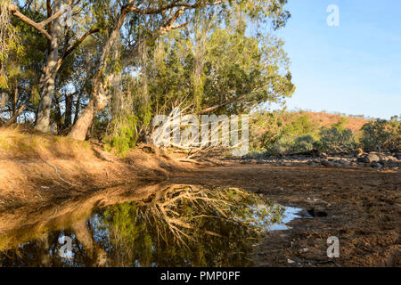 Paperbark Bäume Reflexionen in den Fluss, Emu Creek, in der Nähe der Petford, North Queensland, Queensland, Australien Stockfoto