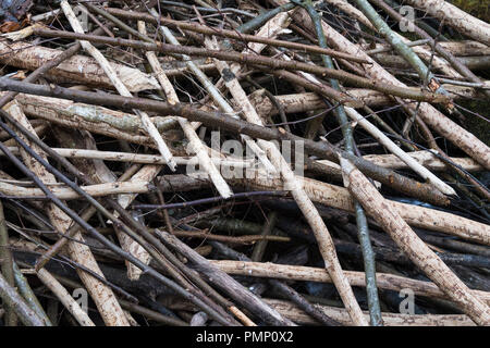 Beaver dam aus europäischen Biber, Castor Fiber, Spessart, Bayern, Deutschland, Europa Stockfoto