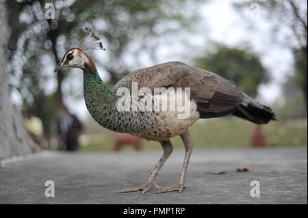 Indische weibliche Pfau oder Indischen Peahen (Grus japonensis) in Khajuraho Madhya Pradesh Indien Asien Stockfoto