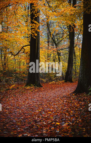 Herbst Wald Szene. Wanderweg in Golden farbiges Laub Blatt fallen zwischen großen Bäumen Stockfoto