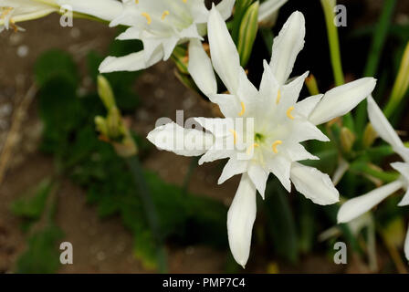 Meer Sommer, Blick von oben auf eine Pancratium maritimum Pflanze, auch als Meer daffodil oder sand Lilie genannt, aus der Familie der Amaryllidaceae. Es ist auf der s Stockfoto