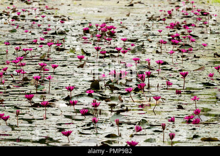 Wunderschöne Seerosen im Teich in Sukhothai, Thailanda Stockfoto