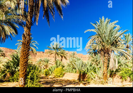 Blick auf Palm Garden der Kasbah Caids neben Tamnougalt im Draa-tal - Marokko Stockfoto