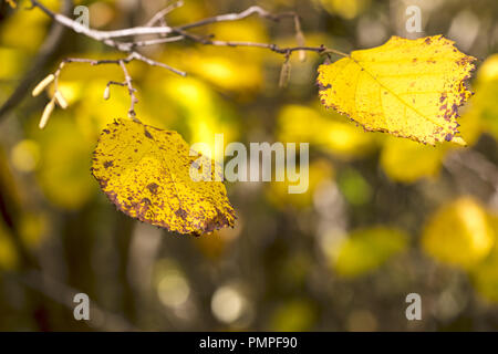 Gelb birke Blätter auf Defokussierten Herbst Wald Hintergrund Stockfoto