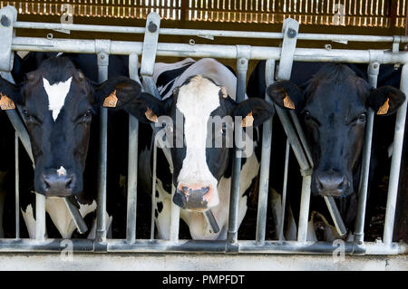 Prim'Holsteiner Rind (Bos taurus) Porträt, Frankreich Stockfoto