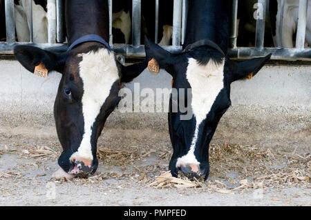 Prim'Holsteiner Rind (Bos taurus) Porträt, Frankreich Stockfoto