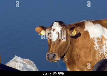 Belgische red-pied Rinder (Bos taurus) Belgien // Vache pie-rouge Belge Stockfoto