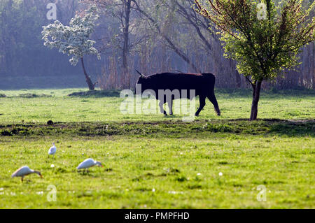 Camargue Rinder, Rind (Bos taurus), Frankreich Taureau Camargue Stockfoto