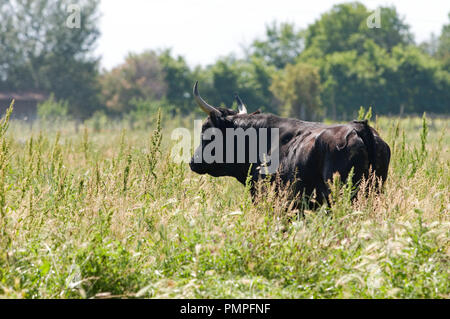 Camargue Rinder, Rind (Bos taurus), Frankreich Taureau Camargue Stockfoto