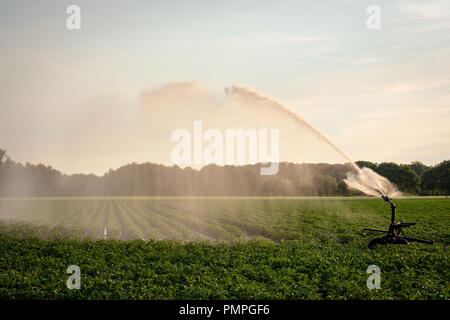 Beregnung und Bewässerung von Ackerland mit Sprinkleranlagen Stockfoto