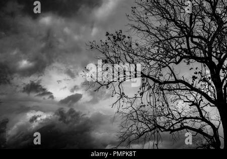 Silhouette toten Baum auf dunklen dramatische Himmel Hintergrund für furchtsam oder Tod. Halloween Nacht. Hoffnungslos, Verzweiflung, und Konzept beklagen. Gruselig und spooky sc Stockfoto