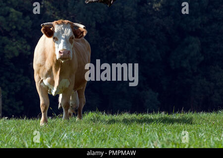 Französischen Simmental (Bos taurus) Kuh, Vieh Stockfoto