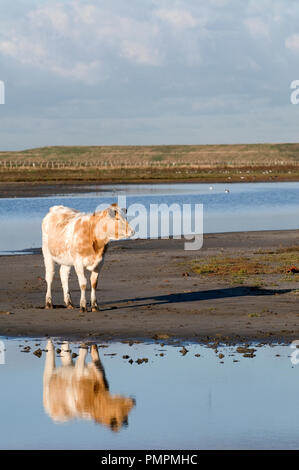 Belgische red-pied Rinder (Bos taurus) Belgien // Vache pie-rouge Belge Stockfoto