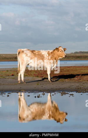 Belgische red-pied Rinder (Bos taurus) Belgien // Vache pie-rouge Belge Stockfoto