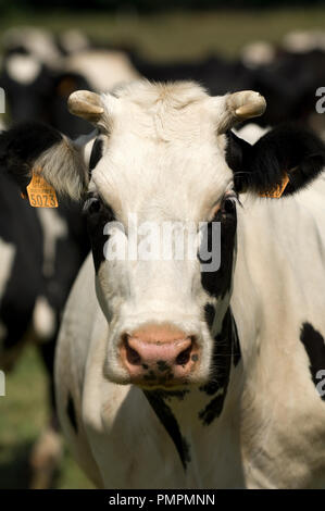 Prim'Holstein (Bos taurus) Rinder, Frankreich // Stockfoto