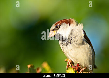 Kleine adorable Haussperling Vogel sitzt auf einem Strauch gegen die glatte grünen Hintergrund. Sonnigen Herbsttag Stockfoto