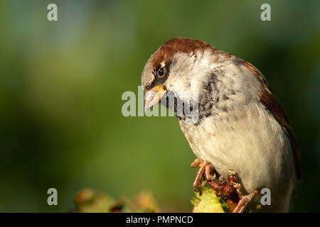Kleine adorable Haussperling Vogel sitzt auf einem Strauch gegen die glatte grünen Hintergrund. Sonnigen Herbsttag Stockfoto