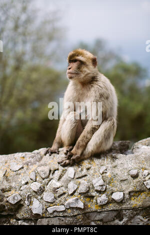 Eine Barbary macaque Affen sitzen auf einer Mauer. Hintergrund ist Soft Focus Bäume (geringe Tiefenschärfe). Gibraltar Stockfoto
