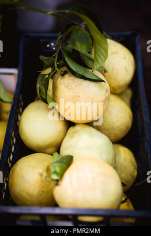 Kisten mit frischer Zitrone (Citrus Medica) auf einem Markt in Italien. Die Zitrone ist einer der ursprünglichen Zitrusfrüchte und oft auch in der Medizin verwendet Stockfoto