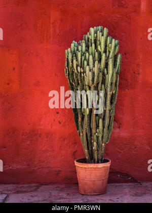 Grünen Kaktus über den Roten texturierte Wand Stockfoto