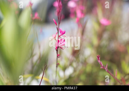 Pretty Pink Blumen/Unkraut in einer Stadt/Ort an einem sonnigen Tag. Geringe Tiefenschärfe. Stockfoto