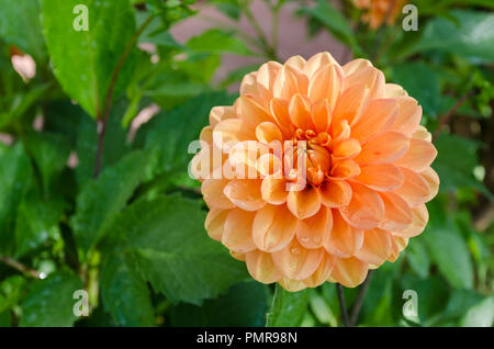 Wunderschöne orangefarbene Dahlienblüte in voller Blüte Stockfoto