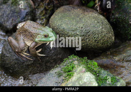 Bullfrog (Rana Catesbeiana) sitzt auf dem Stein Stockfoto