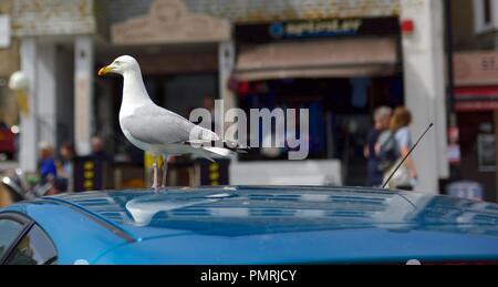 Möwe auf ein blaues Auto, St Ives, Cornwall, England, Großbritannien Stockfoto