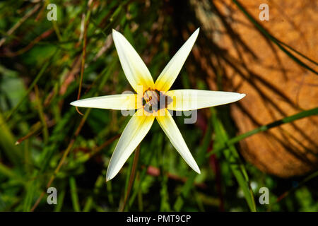 Peacock Blume (Pauridia Capensis) Stockfoto