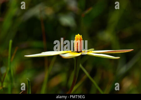 Peacock Blume (Pauridia Capensis) Stockfoto