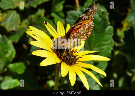 Distelfalter Schmetterling auf Cape Ringelblume (Arctotheca calendula) Stockfoto